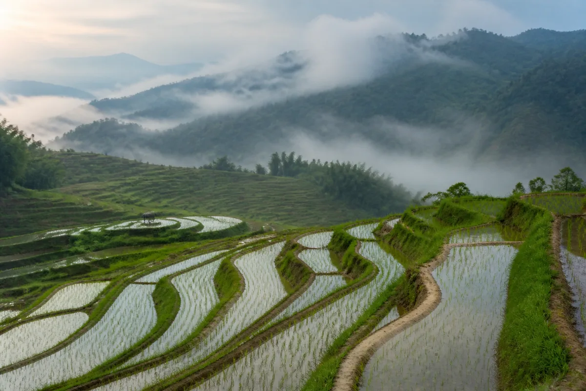 Rizières en terrasses et sentier de campagne dans le nord du Vietnam